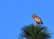 ROY_0382.JPG