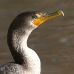 Cormorant2.jpg