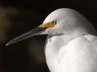 Egret3.jpg