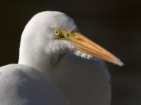 Egret4.jpg
