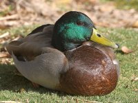 Mallard.jpg