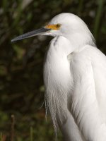 Egret2.jpg