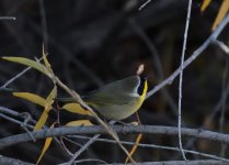 ROY_0650.JPG