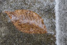 DSC_1800.jpg