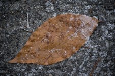 DSC_1814.jpg