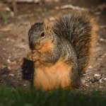 Squirrel3.jpg