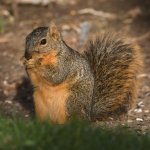 Squirrel5.jpg