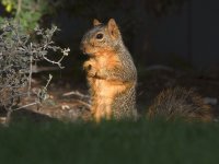 Squirrel.jpg