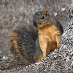 Squirrel2.jpg