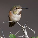 Hummer3.jpg
