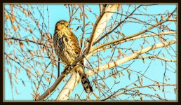 1-DSC_6275-Edit.jpg