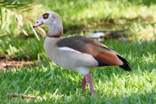 EgytianGoose-201.jpg