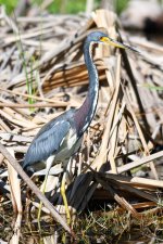 TriColoredHeron-200.jpg