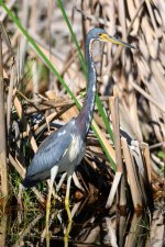 TriColoredHeron-201.jpg