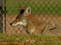 Coyote.jpg