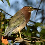 GreenHeron.jpg