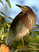 GreenHeron5.jpg