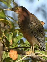 GreenHeron8.jpg