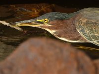 GreenHeron10.jpg