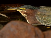 GreenHeron11.jpg