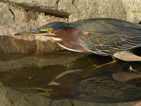 GreenHeron14.jpg