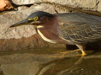 GreenHeron15.jpg