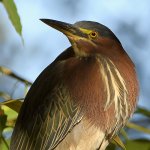 GreenHeron18.jpg