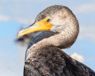 Cormorant-285.jpg