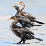 Cormorant-286.jpg