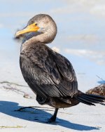 Cormorant-287.jpg