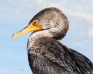 Cormorant-288.jpg