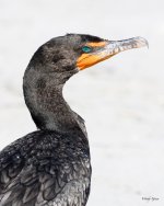 Cormorant-290.jpg