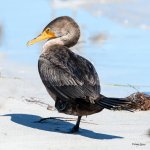 Cormorant-291.jpg