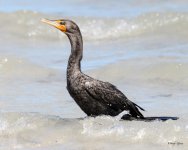 Cormorant-293.jpg