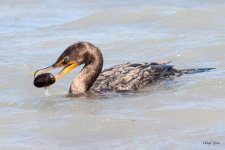 Cormorant-295.jpg