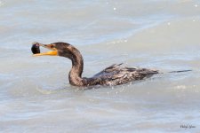 Cormorant-296.jpg