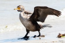 Cormorant-297.jpg