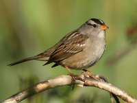 Sparrow.jpg