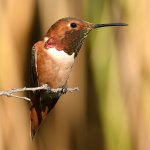 Hummer7.jpg