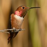 Hummer5.jpg