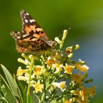 Butterfly3.jpg