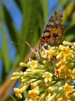 Butterfly5.jpg