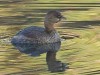 Grebe.jpg