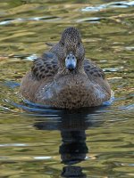 Mallard.jpg