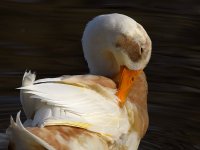 Goose3.jpg