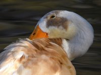 Goose.jpg