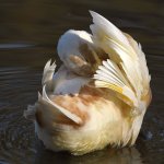 Goose2.jpg