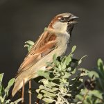 Sparrow2.jpg