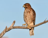 ROY_0873.JPG