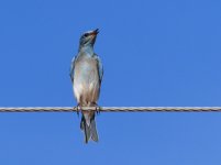 ROY_0969.JPG